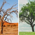 Scarcity vs Abundance during COVID-19